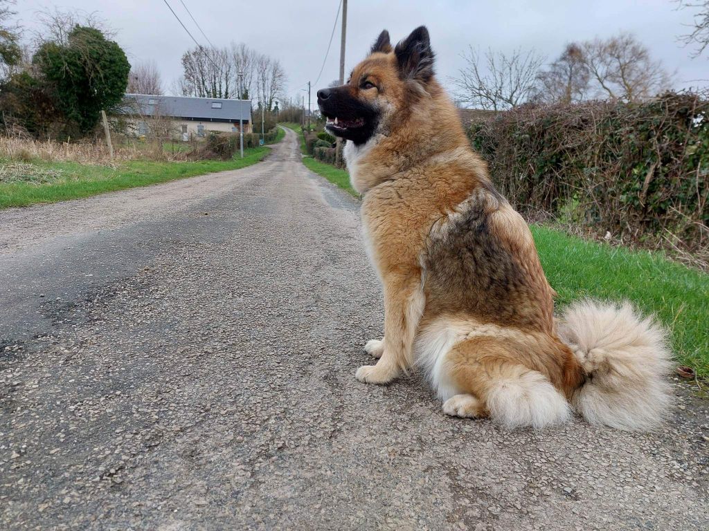 Chiots à naitre