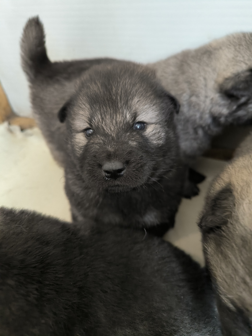 Vanessa Joly - Chiots disponibles - Eurasier
