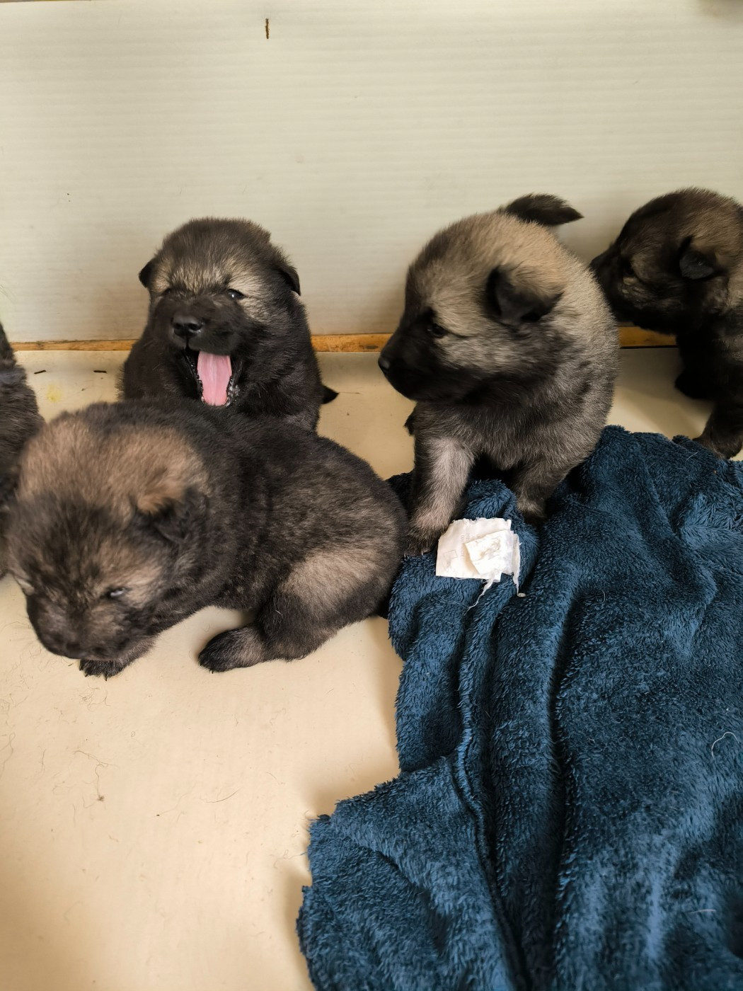 Vanessa Joly - Chiots disponibles - Eurasier